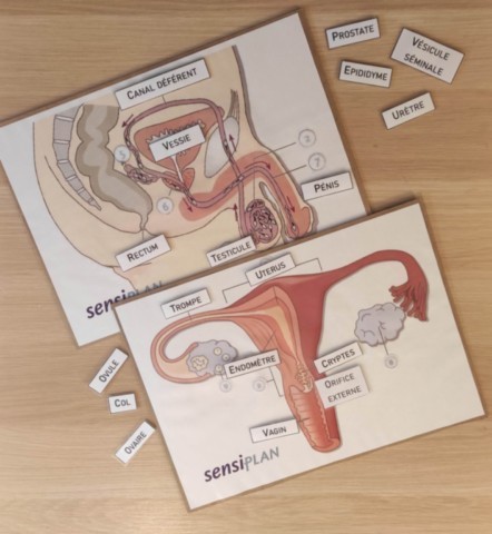 fertilité A fertilité1